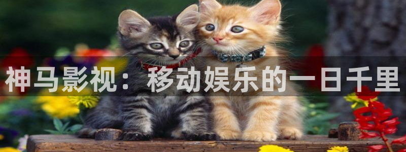 宅男视频深夜